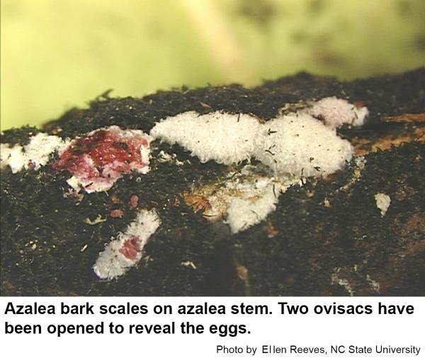 Azalea bark scale eggs